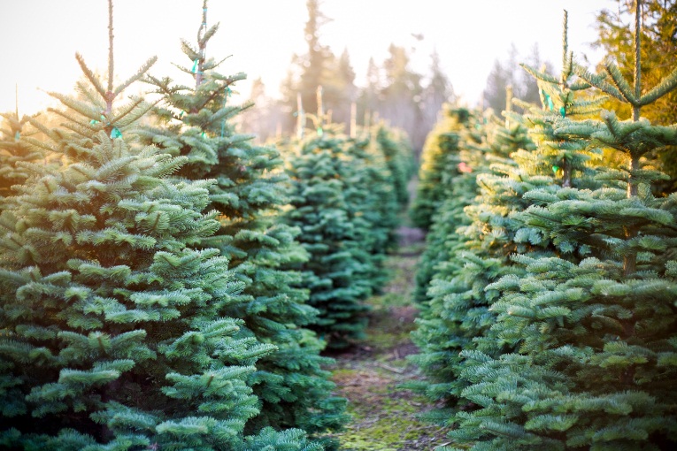 Christmas Tree Recycling