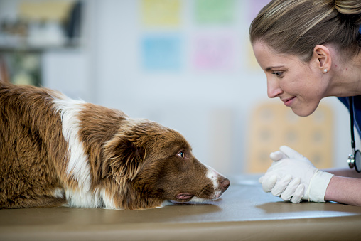 Pet Vaccinations Clinic