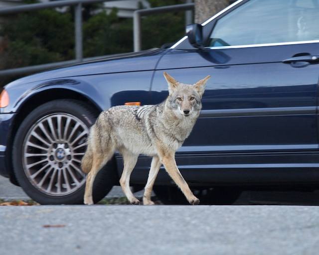 coyote-and-car